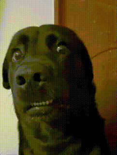 -1977737301564718496.gif