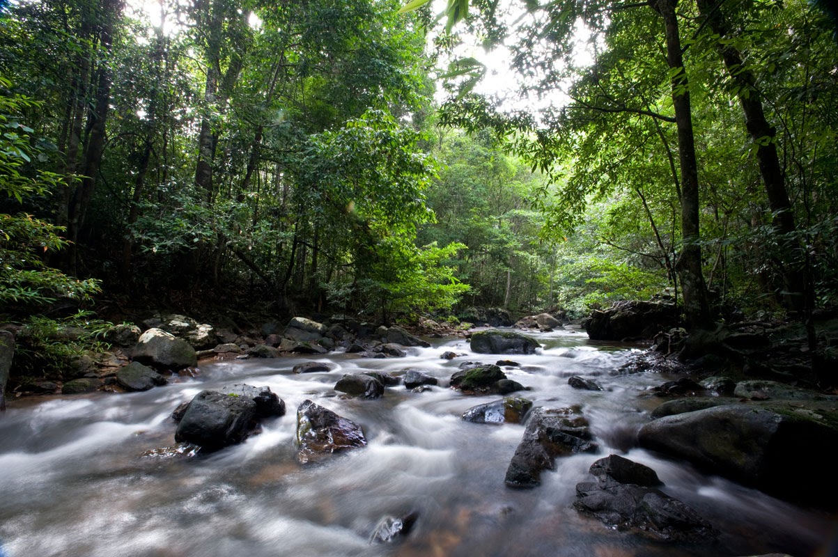 Malaysia - 054 - Taman Negara - River.jpg
