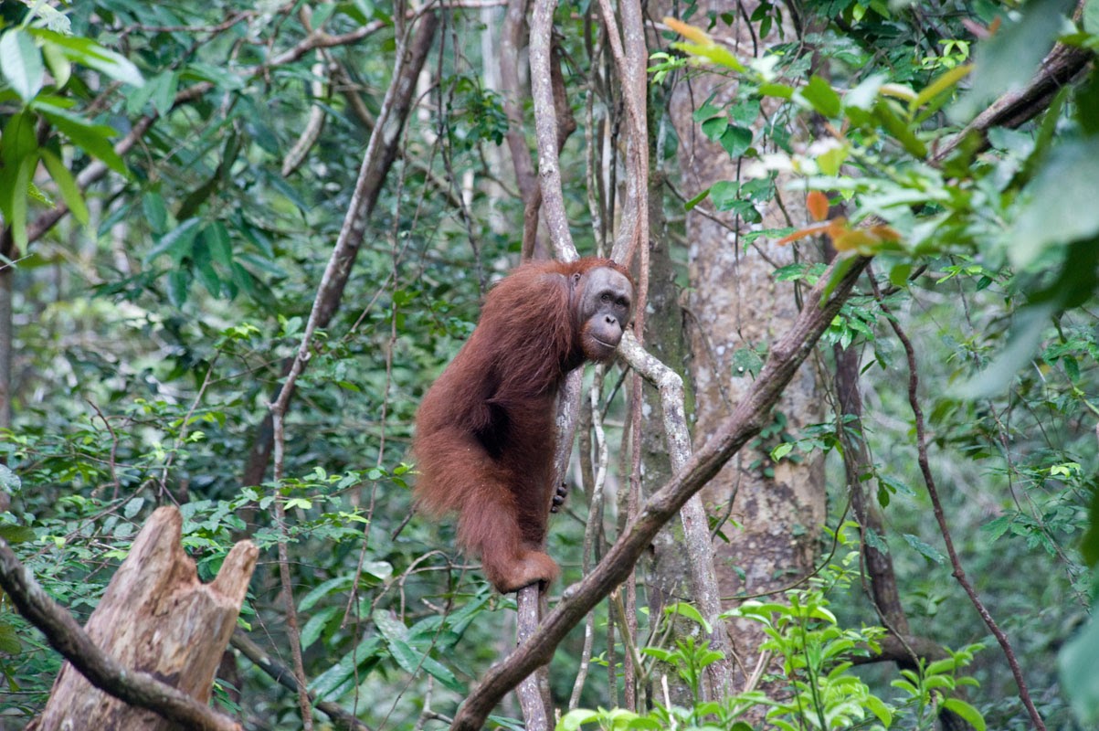 Malaysia - 066 - Wildlife - Orangutan.jpg